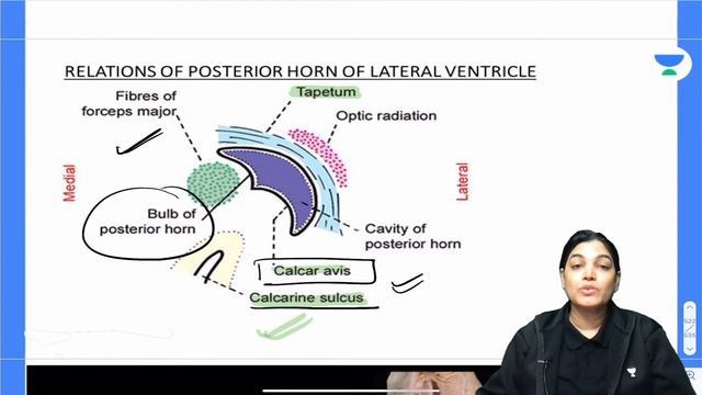 Conquer NEET PG 2022: Cadaveric Images Session-2 | Anatomy| Let's Crack NEET PG | Dr.Monalisa смотреть онлайн