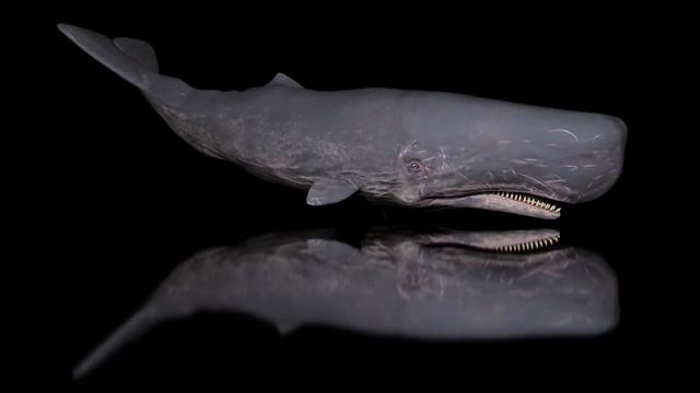 Sperm Whale смотреть онлайн