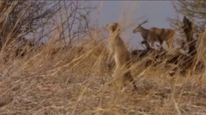 Поместье сурикат 4 сезон 3 серия «Восходящая звезда» (документальный сериал, 2005)