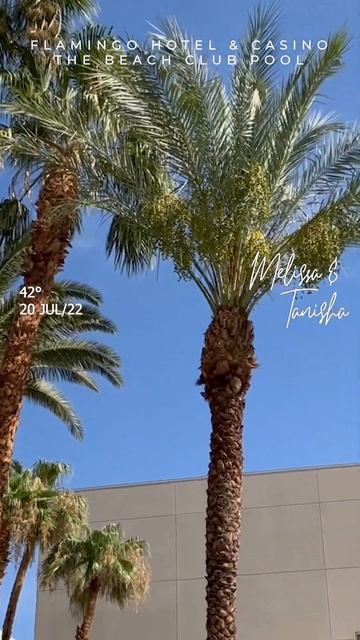 Does The Flamingo Las Vegas Hotel Have A Pool? #shorts