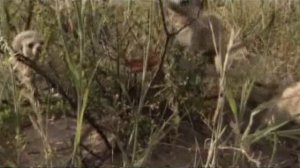 Поместье сурикат 4 сезон 13 серия «Самый чёрный день» (документальный сериал, 2005)