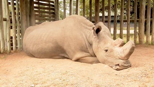 Sudan, The Last Male Northern White Rhino смотреть онлайн