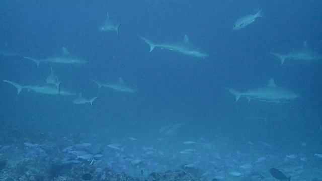 Sharks of Maldives смотреть онлайн