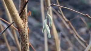 ПЕРВЫЕ  СЕРЁЖКИ НА НАШЕМ ФУНДУКЕ ))) ЖДЁМ ОРЕШКОВ В СЛЕДУЮЩЕМ ГОДУ )))