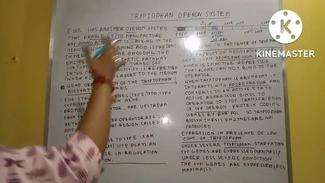 TRYPTOPHAN OPERON SYSTEM //GENETICS