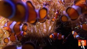 4 Красивые Рыбки из Коралловых рифов Под Расслабляющую Музыку для Медитации во время Сна.