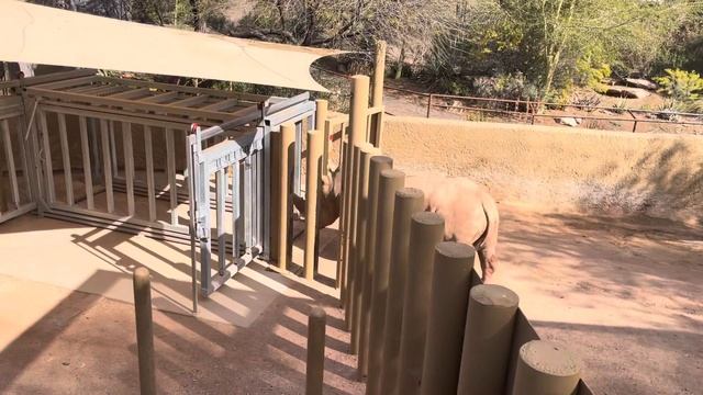 Seeing a White Rhinoceros at the Phoenix Zoo! смотреть онлайн