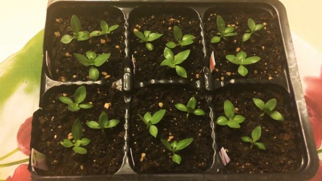 Эустома 14.02.18