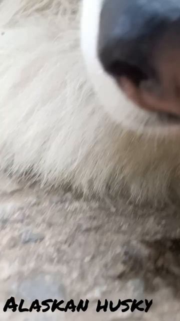 My Husky Dog Is Crying Today 😭😭😭 #husky #crying #shorts