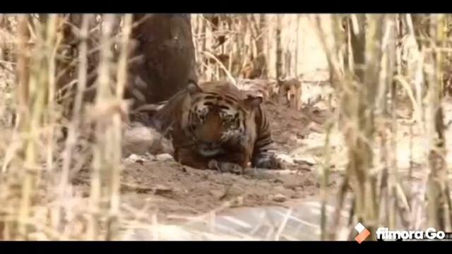 CAJCS Middle School World Tiger Day Celebration смотреть онлайн