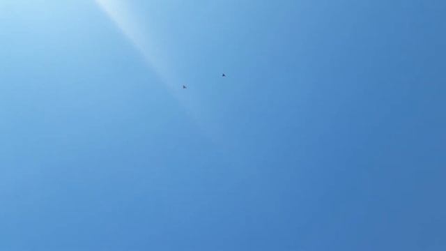 КИРОВОГРАДСКИЕ ГОЛУБИ