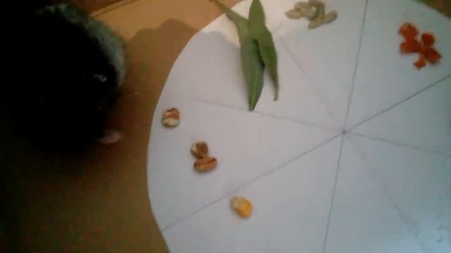 Что выберет хомяк?