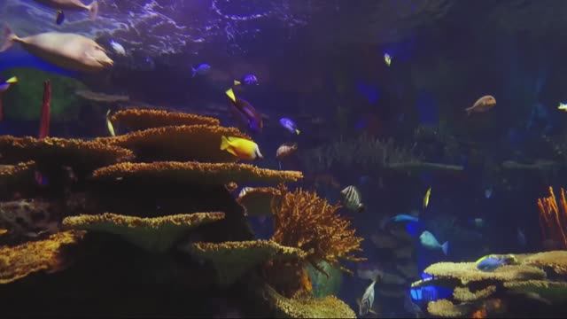 Лучший расслабляющий аквариум в 4K UHD смотреть онлайн