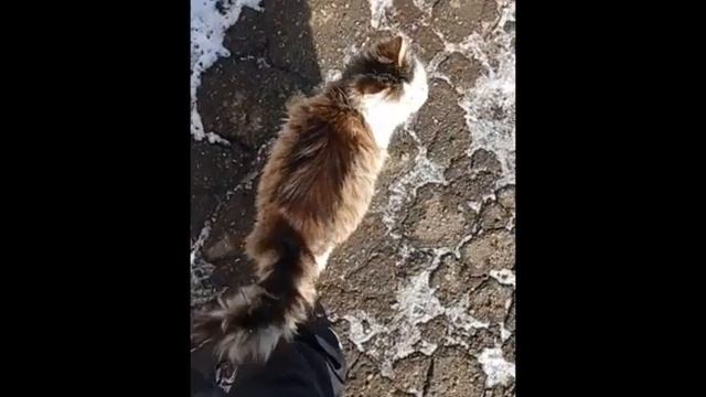 Кошачья "банда". смотреть онлайн