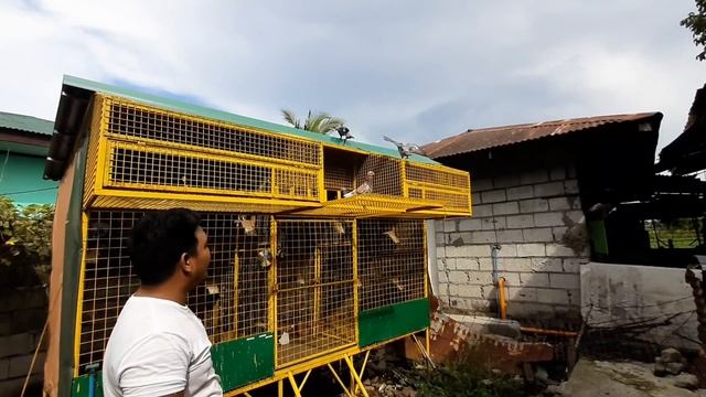 TECHNIQUE SA PAGTUTURO NG KALAPATI (ZERO FLYAWAY) 😎 смотреть онлайн