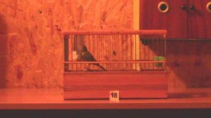 Русская канарейка овсяночного напева.