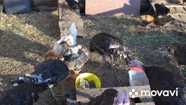 Гуси сезон яйцекладки отработали на УРА/Покупатели довольны/Ждём дальнейших показателей на хозяйств