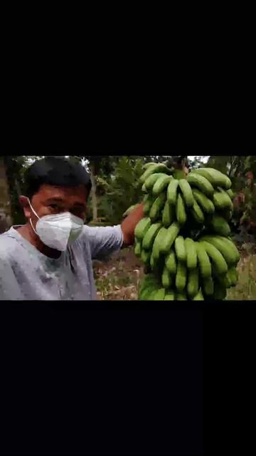 Saging ug Cacao смотреть онлайн