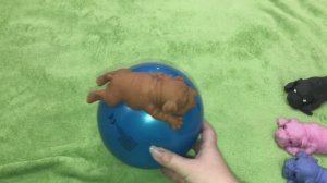 Собачки резиновые сквиши на шаре. Мягкие собачки мопсы. Мякиши. Лизуны. Антистресс.03-02-2025