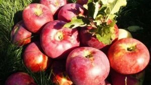 История Апорта Алма-Атинского Живая Книга