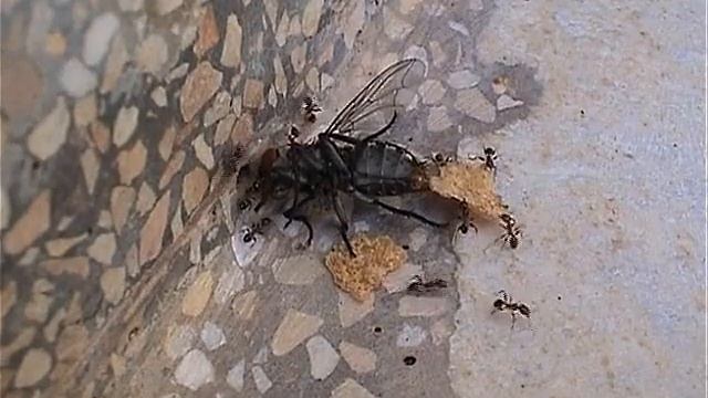 Ameisen (FETTE BEUTE) Avi