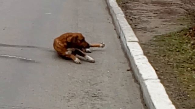 Протравка бродячих животных в г.Ладыжин смотреть онлайн