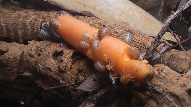 Jetzt wird Geasselt (1) смотреть онлайн