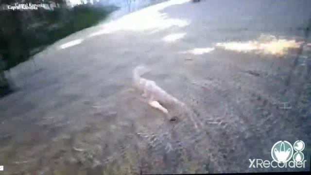 🦖🦕\\юторапторы выживают в ущельи ~ THE ISLE//🦕🦖