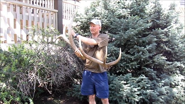 HOW TO: Scoring An Elk Antler