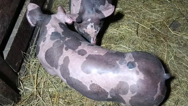 свинки пьетрен смотреть онлайн