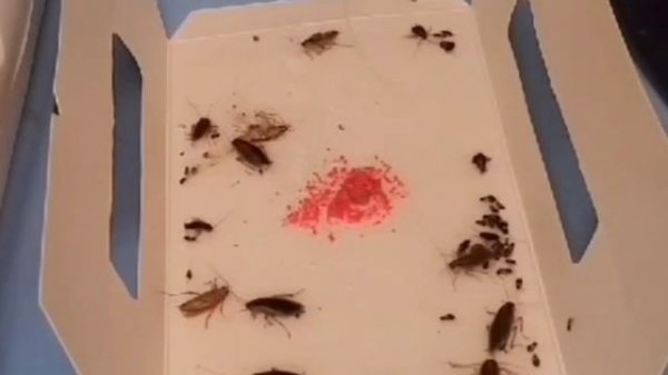 Новинка на WB заказать тут https://wildberries.ru/catalog/250988182/detail.aspx