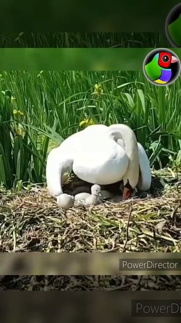 swan nest and hatching | raaj hans | love birds | pet market | birds care india | shorts смотреть онлайн