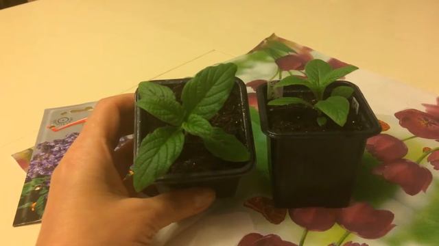 Гелиотроп 14.02.18