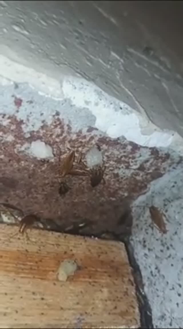 Вкусный яд для усатых таракашек