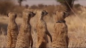 Поместье сурикат 4 сезон 2 серия «Поместье всеобщей любви» (документальный сериал, 2005)