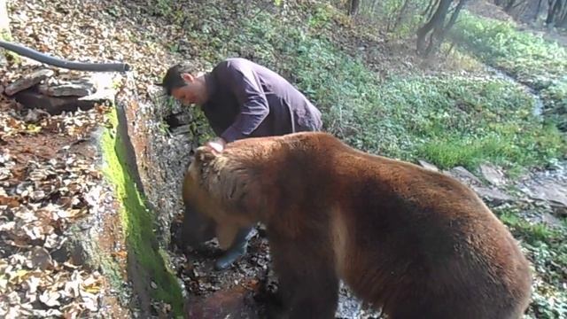 ACTOR BEAR TIMA смотреть онлайн
