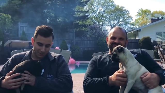 Meet the dogs of Kaspersky смотреть онлайн