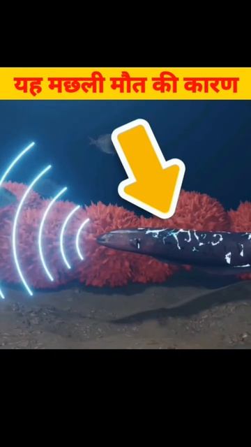 Electric Fish 🐠 | Danger Fish | 🐠 Killed Human This Fish | मौत के कारण #viral #shorts #fish #facts