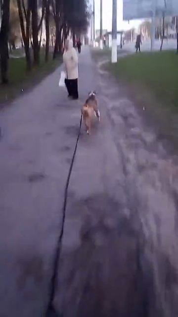 Стафф несёт пакет| Dog carries a bag смотреть онлайн
