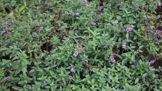 Чай с мятой и базиликом по авторскому рецепту. смотреть онлайн