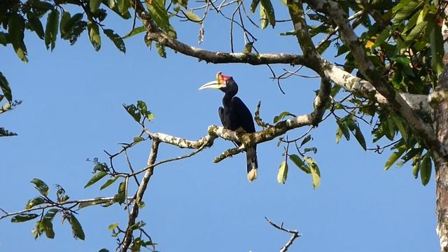 Rhinoceros Hornbill, Buceros rhinoceros borneoensis, Kinabatangan Sabah, Borneo Malaysia, 6 Dec 201 смотреть онлайн