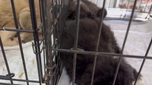 БОРЕМСЯ ЗА ЖИЗНЬ ЩЕНКОВ СПАСЁННЫХ С УЛИЦЫ