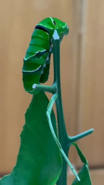 Ulat - Caterpillar смотреть онлайн