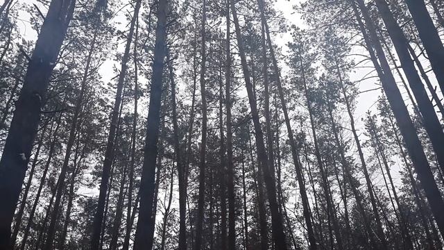 Лес. Сосны смотреть онлайн