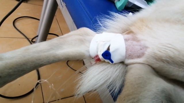 8-я капельница у Леди. В клинике аншлаг - операцию Ночки отложили. Фестиваль моды на КМВ.