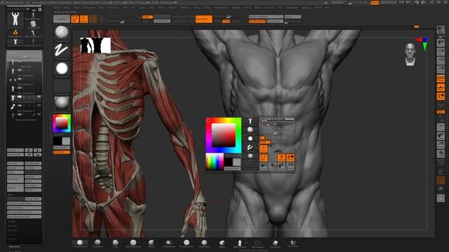 Sculpting Dynamic Anatomy In ZBrush (RAW FOOTAGE) - Part 04 (NO AUDIO) смотреть онлайн