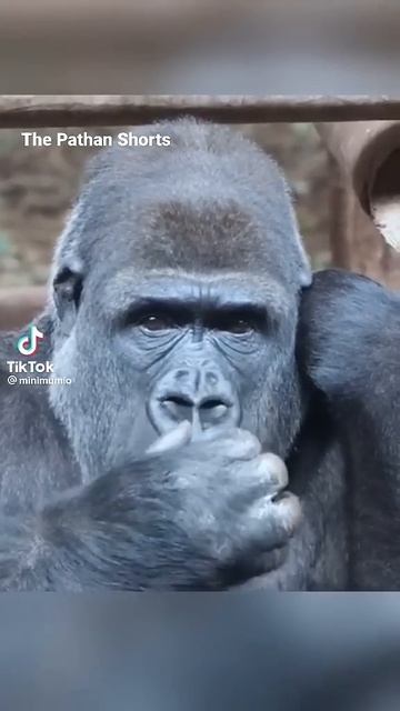 Gorilla 🦍 funny video 😂 | #shorts #gorilla #trending смотреть онлайн