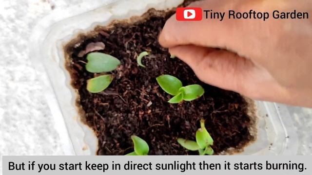 Turtle Vine Care/Repotting/How To Grow Cutting/Indoor Plant/Summer Hanging Plant/Urban Garden/Bel