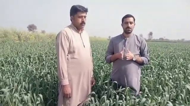 Gundum Per Konsi Khad Kis Waqat Use Ki Jayee смотреть онлайн