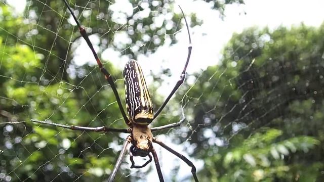 20210907 Nephila pilipes @ Pik Uk, Sai Kung P9070005 смотреть онлайн